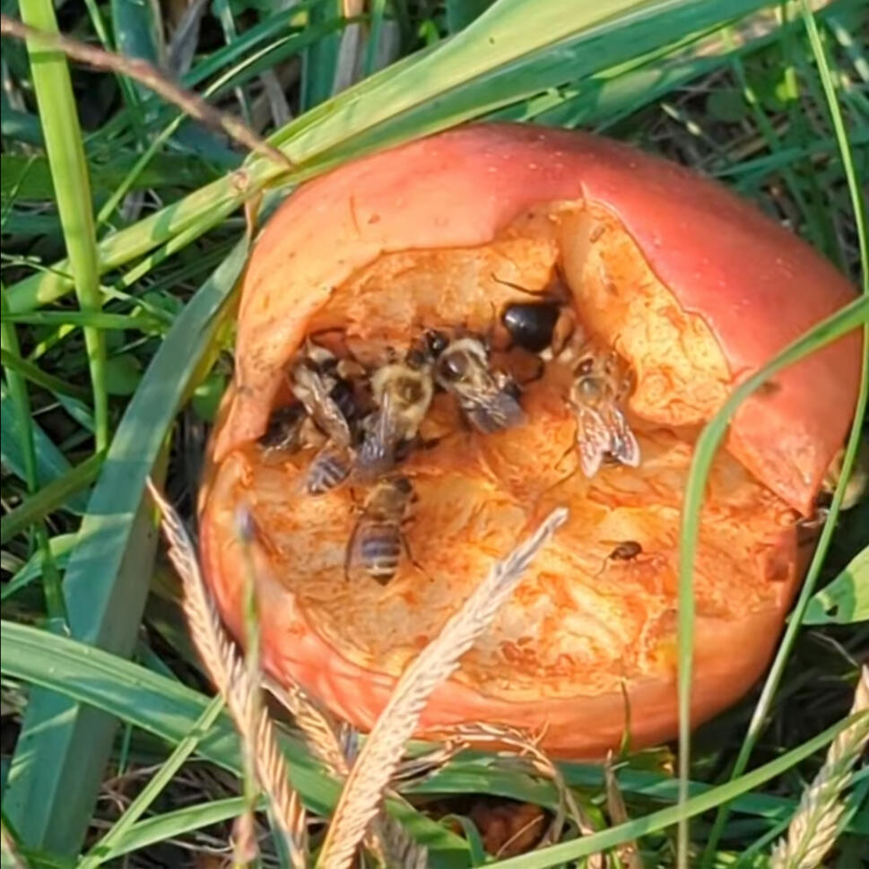 An apple lying in the grass. The exposed side is missing a large section of skin, and is being eaten by six or seven bees on top of one another.